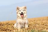 CHIEN FINNOIS DE LAPONIE 200